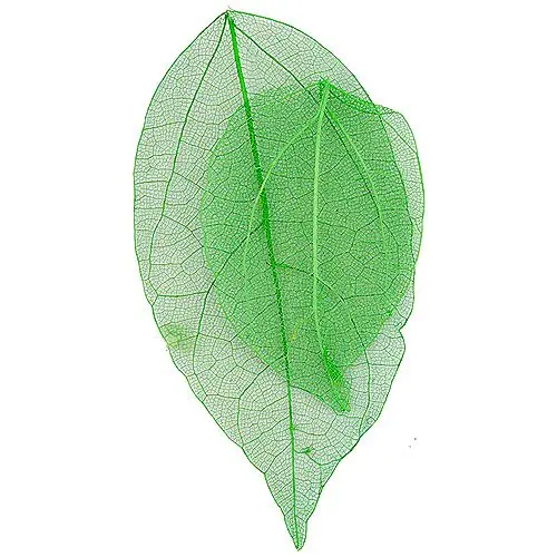 Svetlozelené sušené lístky